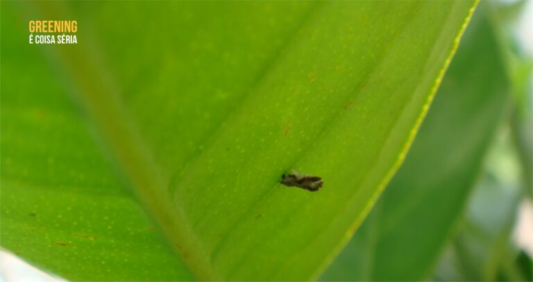 Avalia Psilídeo tem nova atualização com dados de três regiões paulistas