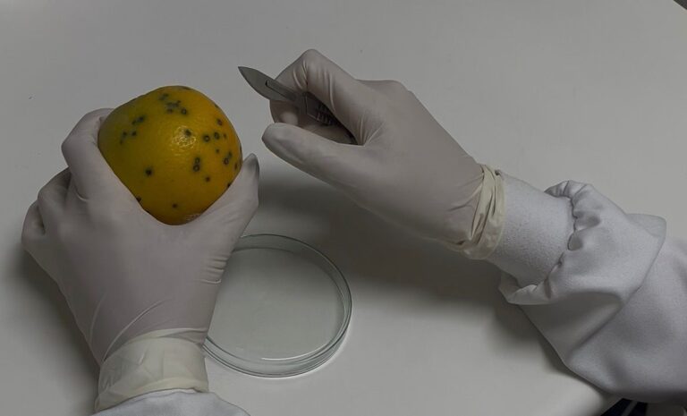 Fundecitrus identifica resistência parcial do fungo da pinta preta às estrobilurinas