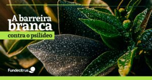 Caulim: reforço no manejo do greening