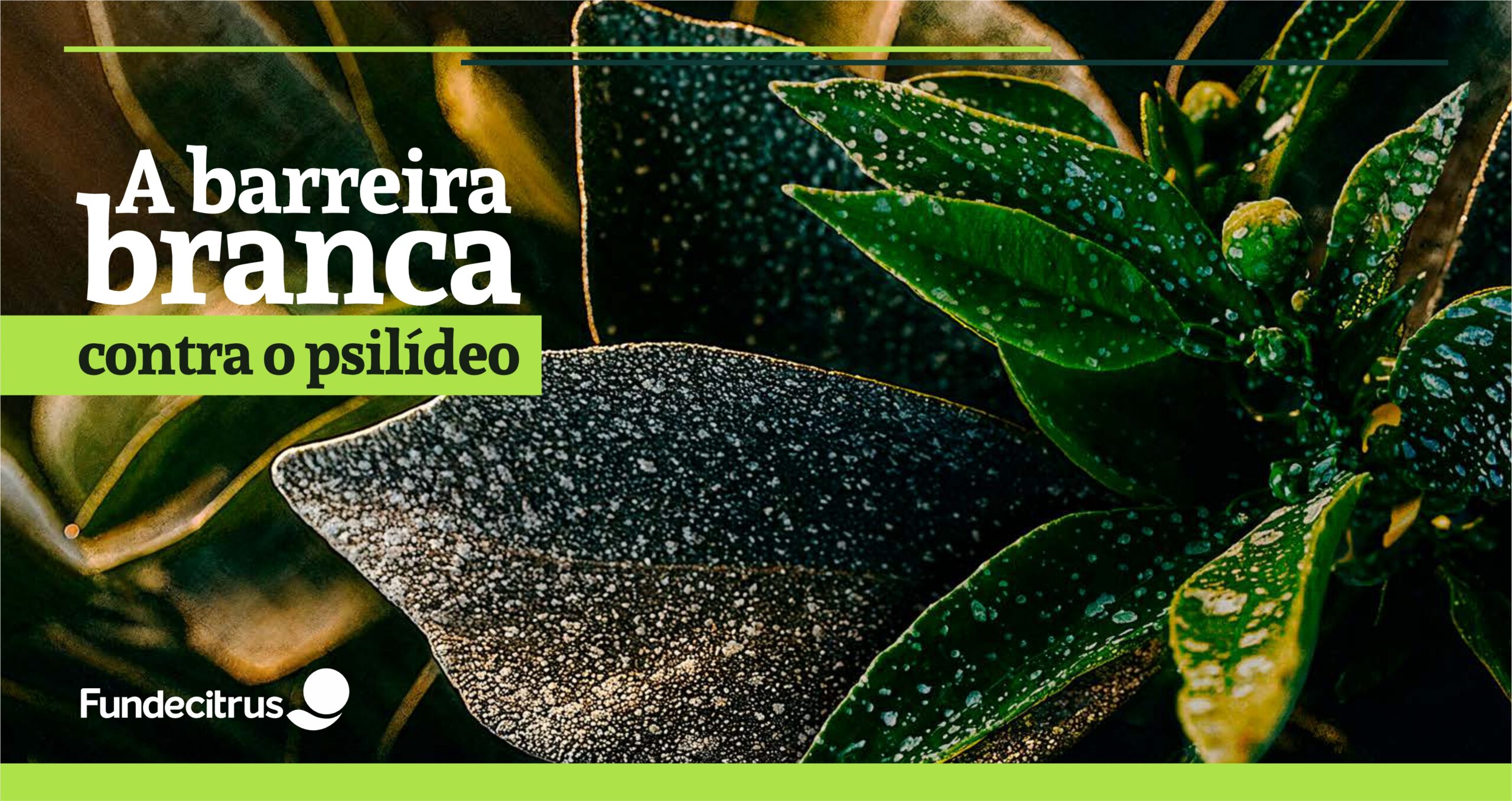 Caulim: reforço no manejo do greening