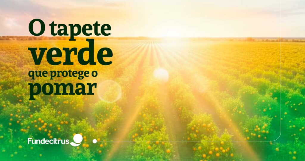 Práticas simples no manejo do solo podem tornar a citricultura ainda mais sustentável