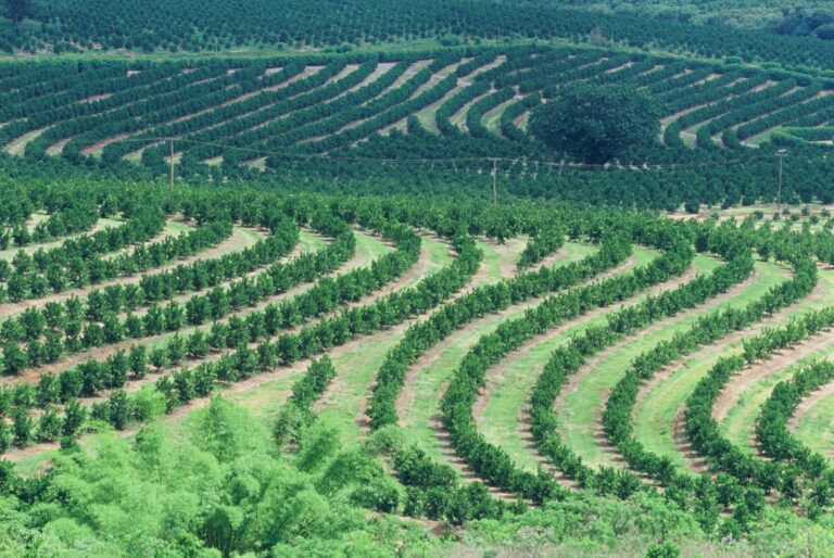 Citricultura brasileira reforça papel no combate às mudanças climáticas