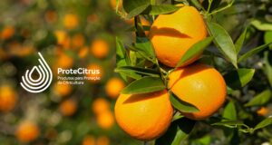 Lista ProteCitrus passa por atualização