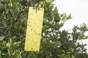 Alta captura de psilídeos em agosto reforça necessidade de intensificar o controle do vetor