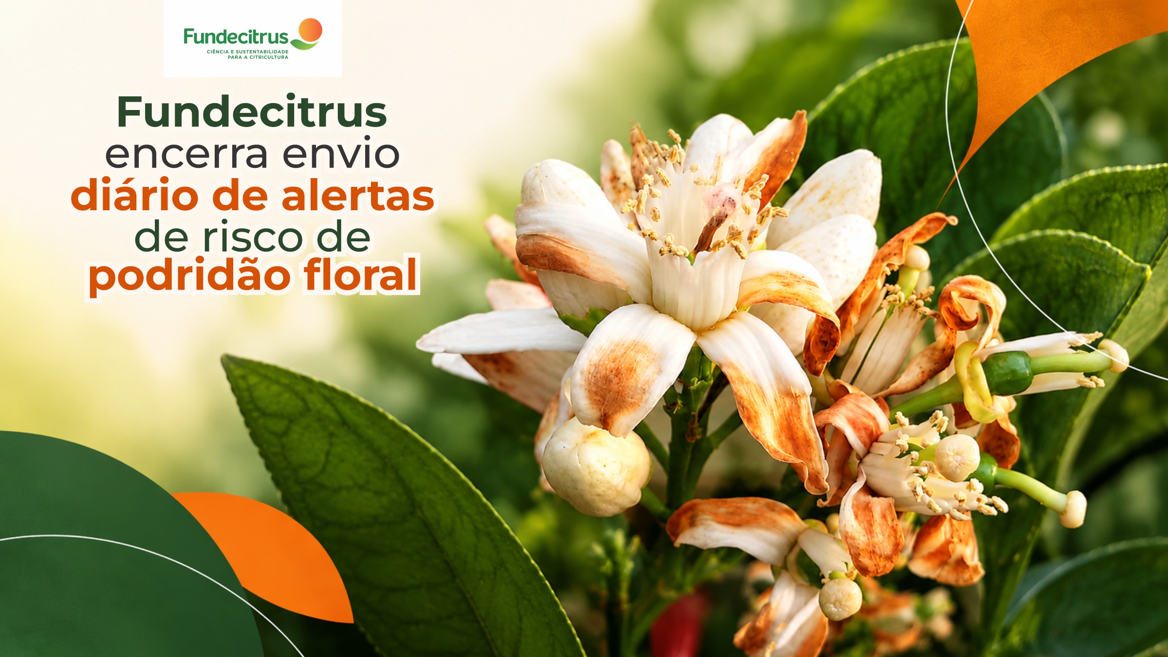 Fundecitrus encerra envio diário de alertas de risco de podridão floral